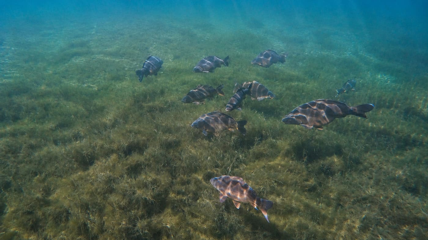 Karpfenschwarm im Kulkwitzer See bei Leipzig beim Schnorcheln in Deutschland.